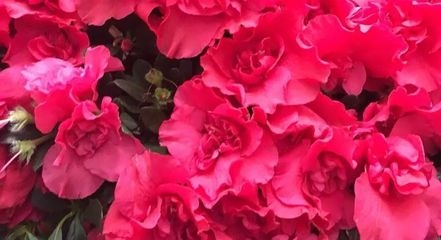 阳春三月艺术盛宴 世纪传承2018年3月25日艺术品拍卖会暨文化节征集中